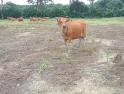 Warga Desa Molinese Keluhkan Ternak Liar